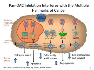 Pan-DAC Inhibition Interferes with the Multiple
Hallmarks of Cancer
42
DAC DAC DAC
Proteins
modulated by
DACs
DAC depicts individual deacetylases, e.g. HDAC1, HDAC4, HDAC6
Histone
DAC DAC
-tubulin HSP90HIF-1
Cell-cycle arrest
Apoptosis
Cell motility
and Invasion
Cell proliferation
and survival
Angiogenesis
Tumor
effects
DAC
Inhibitor
Tumor suppressor
gene activity
Loss of tumor
suppressor function
Microtubule
depolymerization/
aggresome formation
VEGF
Oncoproteins
Downstream
effects
p53
 