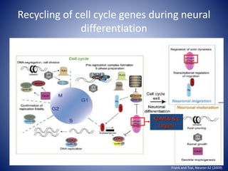 Recycling of cell cycle genes during neural
differentiation
KDM5b & c
targets
Frank and Tsai, Neuron 62 (2009)
 