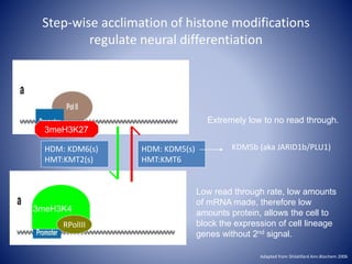 Step-wise acclimation of histone modifications
regulate neural differentiation
3meH3K4
RPolIII
Low read through rate, low amounts
of mRNA made, therefore low
amounts protein, allows the cell to
block the expression of cell lineage
genes without 2nd signal.
Extremely low to no read through.
3meH3K27
HDM: KDM5(s)
HMT:KMT6
HDM: KDM6(s)
HMT:KMT2(s)
KDM5b (aka JARID1b/PLU1)
Adapted from Shilatifard Ann.Biochem 2006
 