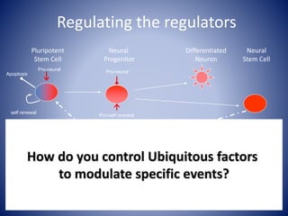 Regulating the regulators
Apoptosis
Pro-neural
Pro-self renewal
Pro-neural
self renewal
Stage specific:
Seq. specific TFs:
Oct4, Sox2, FoxD3 NeuroD2, Sox1, FoxG1 Sox17, NGN2 Sox1, FoxD3
Pluripotent
Stem Cell
Neural
Progenitor
Differentiated
Neuron
Neural
Stem Cell
Ubiquitous factors
Chromatin/histone
Regulators:
KDM5b, Ring6a KDM5b, KDM5c, Ring6a KDM5c, Ring6a KDM5b, Ring6a
How do you control Ubiquitous factors
to modulate specific events?
 