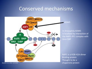 Conserved mechanisms
KDM5
Moshkin et al, Mol. Cell 2010
In Drosophila KDM5
Is localized by interaction of
the NAP1-PF1 complex with
Gro-CtBP
NAP1 is a H2B-H2A dimer
Binding protein
Thought to be a
chaperone protein
 