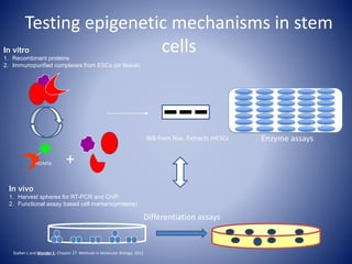 In vitro
1. Recombinant proteins
2. Immunopurified complexes from ESCs (or tissue)
Testing epigenetic mechanisms in stem
cells
rKDM5b
Enzyme assaysWB from Nuc. Extracts mESCs
+
In vivo
1. Harvest spheres for RT-PCR and ChIP
2. Functional assay based cell markers(proteins)
Differentiation assays
Stalker L and Wynder C. Chapter 27. Methods in Molecular Biology. 2012
 