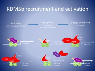 TLE4
H3
H4 H2A
H2B
K4 K43
H3
H4 H2A
H2B
K4
me
me
me
K43
me
me
Stem Cell
Cell cycle
inhibitor
RERE
Pluripotent
Self-renewing, proliferative
KDM5b
H3
H4 H2A
H2B
K4
me
me
me
K43
H3
H4 H2A
H2B
K4
me
me
me
K43
Multipotent
Proliferative
e.g. Neural stem cell
Stem Cell
Cell cycle
inhibitor
KDM5b
?
KDM5b
Lineage Committed
e.g. neuron
H3
H4 H2A
H2B
K4
me
me
me
K43
me
me
Cell cycle
inhibitor
TLE4
H3
H4 H2A
H2B
K4 K43
Stem Cell
RERE
KDM5b
KDM5b recruitment and activation
 
