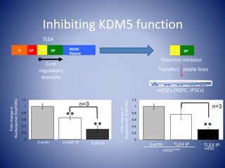 0
0.2
0.4
0.6
0.8
1
1.2
Foldchangein
Nucleosomal3meH3K4
**
**
b-actin TLE4 IPCcNSP IP
**
n=3
0
0.2
0.4
0.6
0.8
1
1.2
Foldchangein
Nucleosomal3meH3K4
b-actin TLE4 IPTLE4 IP
mESCCcNSP
**
mESC
** n=3
Q GP CcN SP WD40
Repeat
CcN SP
Core
regulatory
domains
Potential inhibitor
Inhibiting KDM5 function
Transfect stable lines
mESCs (NSPC, iPSCs)
TLE4
 
