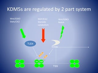 K4
me
H3 H2B
me
me
me
me
KDM5b
TLE4
TSS
KDM5s are regulated by 2 part system
Wnt/GSK3
Notch
Wnt/GSK3
Stats/CK2
NGF/Erk2
Steroids
catabolism
 