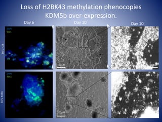 3XFL-H2B3XFL-K43A
20mM
20mM 20mM
20mM100mM
100mM
Day 10Day 6 Day 10
DAPI
Sox1
DAPI
Sox1
hg
kj
Loss of H2BK43 methylation phenocopies
KDM5b over-expression.
 
