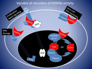 ROR
Ku70
DNA
Damage
TLE4 TLE4-s
ADAMST
8/12?
Variable of recruiters of KDM5b activity
OR
PRSS23
PHF23
 