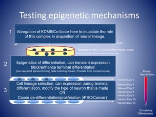 Harvest spheres for RT-PCR and ChIP
Represents “Day 1” of neurodifferentiation assay
Harvest Day 3
Harvest Day 14
Harvest Day 10
Harvest Day 8
Harvest Day 6
Harvest Day 5
Harvest Day 4
Mainly
Neural Stem
Completely
Differentiated
mESCs or iPSCs
Testing epigenetic mechanisms
1
2
Abrogation of KDM5/Co-factor here to elucidate the role
of this complex in acquisition of neural lineage.
Epigenetics of differentiation, can transient expression
block/enhance terminal differentiation
(can use adult sphere forming cells including Breast, Prostate from human/mouse)
3
Cell lineage selection; can expression during terminal
differentiation, modify the type of neuron that is made
OR
Cause de-differentiation/proliferation (iPSC/Cancer)
 