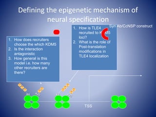 K4
me
K4
me
me
me
me
me
me
me
me
me
KDM5
TLE4
TSS
Defining the epigenetic mechanism of
neural specification
1. How does recruiters
choose the which KDM5
2. Is the interaction
antagonistic
3. How general is this
model i.e. how many
other recruiters are
there?
1. How is TLE4
recruited to KDM5
loci?
2. What is the role of
Post-translation
modifications in
TLE4 localization
Syn Ab/CcNSP construct
 