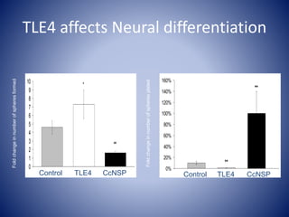 *
**
0
1
2
3
4
5
6
7
8
9
10
Day 4
Foldchangeinnumberofspheresformed
n=3
TLE4 CcNSPControl
**
**
0%
20%
40%
60%
80%
100%
120%
140%
160%
1
Foldchangeinnumberofspheresplated
n=3
TLE4 CcNSPControl
TLE4 affects Neural differentiation
 