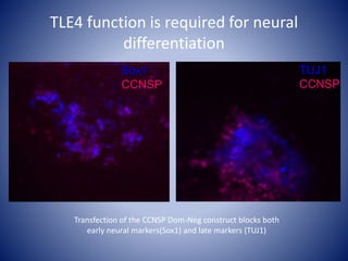 TLE4 function is required for neural
differentiation
TUJ1
CCNSP
Sox1
CCNSP
Transfection of the CCNSP Dom-Neg construct blocks both
early neural markers(Sox1) and late markers (TUJ1)
 