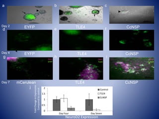 b c
feEYFP
EYFP
TLE4 CcNSP
TLE4 CcNSP
mCerulean TLE4 CcNSP
h iSox1
EYFP
Sox1
TLE4
Sox1
CcNSP
20 um
50 um
50 um
a
d
Day 4
Day 7
g
Day 2
0
0.5
1
1.5
2
Day Four Day Seven
Control
TLE4
CcNSP
NeuroD2 Expression
FoldChangeinExpression
Comparedtocontrol
j
**
** **
 