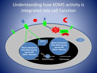 Understanding how KDM5 activity is
integrated into cell function
C.C. Inhibitors Differentiation Cell lineage
GSK3
/Erk BHC80
Ring6a
KMTx
K43
OR
TLE4
TLE4
Block interaction
Test affect during
neural diff.
(Glial v Neuron)
Block interaction
Test affect during
neural diff.
(Glial v Neuron)
 