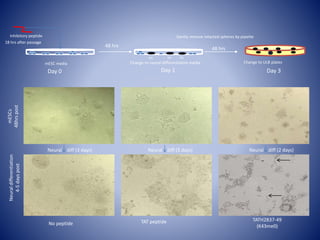 No peptide TAT peptide TATH2B37-49
(K43me0)
mESCs
48hrspost
Neural diff (3 days) Neural diff (3 days) Neural diff (2 days)
Neuraldifferentiation
4-5dayspost
18 hrs after passage
48 hrs
Change to neural differentiation mediamESC media
NS NS NS
Day 0 Day 1 Day 3
48 hrs
Inhibitory peptide Gently remove intacted spheres by pipette
Change to ULB plates
 