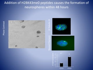Addition of H2BK43me0 peptides causes the formation of
neurospheres within 48 hours
NeuralFilamentb-TubulinIII
PhaseContrast
0
0.5
1
1.5
2
2.5
3
3.5
Control K43pep
B-TubIItranscription
*
N=3
 