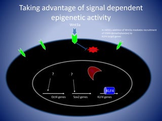 Oct4 genes Sox2 genes KLF4 genes
KLF4
Taking advantage of signal dependent
epigenetic activity
In mESCs addition of Wnt3a mediates recruitment
of H3K4 demethylase(es) to
KLF4 target genes
Wnt3a
GSK3
??
 