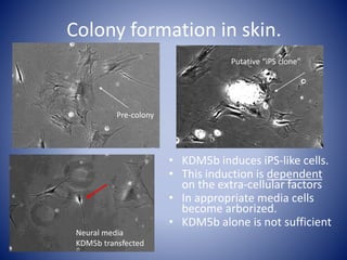 Colony formation in skin.
• KDM5b induces iPS-like cells.
• This induction is dependent
on the extra-cellular factors
• In appropriate media cells
become arborized.
• KDM5b alone is not sufficient
Putative “iPS clone”
Pre-colony
Neural media
KDM5b transfected
 