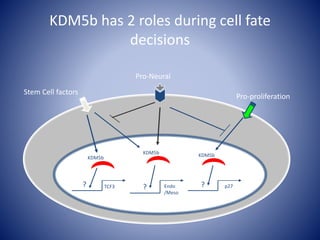 KDM5b has 2 roles during cell fate
decisions
TCF3 p27Endo
/Meso
KDM5b
Pro-Neural
??
Stem Cell factors
KDM5b
KDM5b
Pro-proliferation
?
 