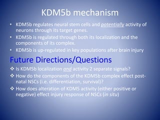KDM5b mechanism
• KDM5b regulates neural stem cells and potentially activity of
neurons through its target genes.
• KDM5b is regulated through both its localization and the
components of its complex.
• KDM5b is up-regulated in key populations after brain injury
Future Directions/Questions
 Is KDM5b localization and activity 2 separate signals?
 How do the components of the KDM5b complex effect post-
natal NSCs (i.e. differentiation, survival)?
 How does alteration of KDM5 activity (either positive or
negative) effect injury response of NSCs (in situ)
 