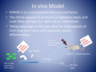 In vivo Model
• KDM5b is an a pluripotency and a survival factor.
• The choice appears to be based on upstream input, and
most likely cell type (i.e. stem cell vs. committed).
• Taking advantage of this may allow for interrogation of
both long term injury and separately neural
differentiation.
1-7 days
RT-PCR
ChIP
Inject cells
sub-dermal/IM or
intra-cranial
Skin or other
tissue from
GFP+ mouse
Sol. factors
Neural Blood and skin
 