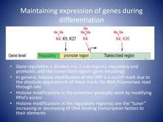 Maintaining expression of genes during
differentiation
• Gene regulation is divided into 2 sub-regions, regulatory and
promoter, and the transcribed region (gene encoding)
• In general, histone modification of the ORF is a on/off mark due to
the absolute requirement of these marks for RNA Polymerase read
through rate
• Histone modifications in the promoter generally work by modifying
RPol’s access
• Histone modifications in the regulatory region(s) are the “tuner”
increasing or decreasing of DNA binding transcription factors to
their elements
 