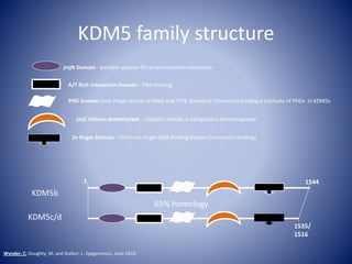 jmjN Domain - possible adaptor for protein-protein interaction
A/T Rich interaction Domain - DNA binding
PHD Domain (zinc finger similar to RING and FVYE domains)- Chromatin binding a triplicate of PHDs in KDM5s
jmjC histone demethylase - Catalytic domain a-ketoglutaric dehydrogenase
Zn finger Domain - C5H2 zinc finger DNA binding domain (chromatin binding)
KDM5b
KDM5c/d
65% Homology
1 1544
1535/
1516
KDM5 family structure
Wynder, C; Doughty, M; and Stalker, L. Epigenomics, June 2010
 