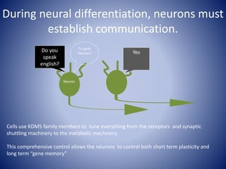 Neuron
During neural differentiation, neurons must
establish communication.
Tu parle
francais?
Do you
speak
english?
Yes
Cells use KDM5 family members to tune everything from the receptors and synaptic
shuttling machinery to the metabolic machinery.
This comprehensive control allows the neurons to control both short term plasticity and
long term “gene memory”
 