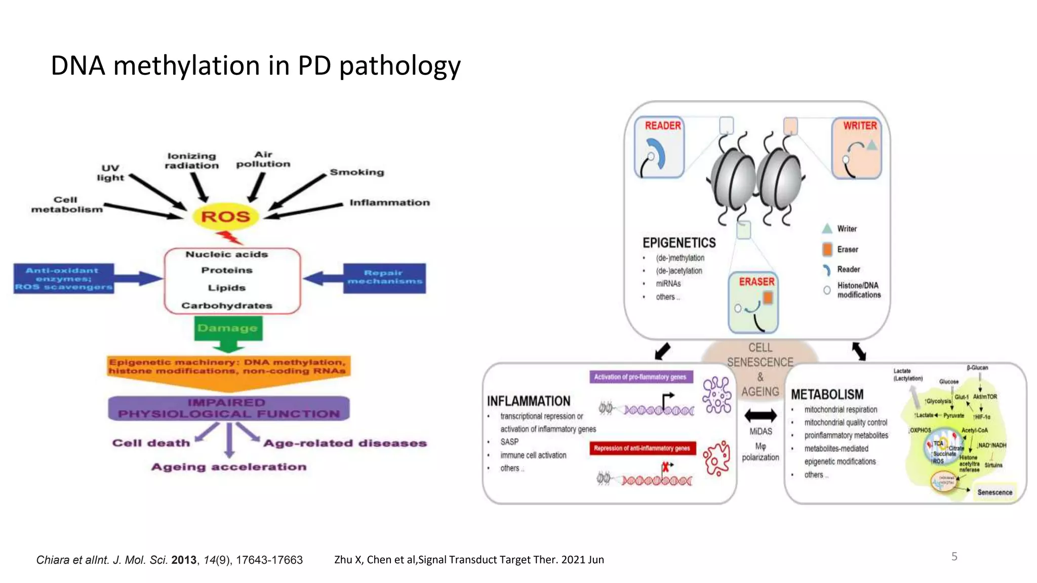 Epigenetic mechanisms in Parkinsons disease | PPTX