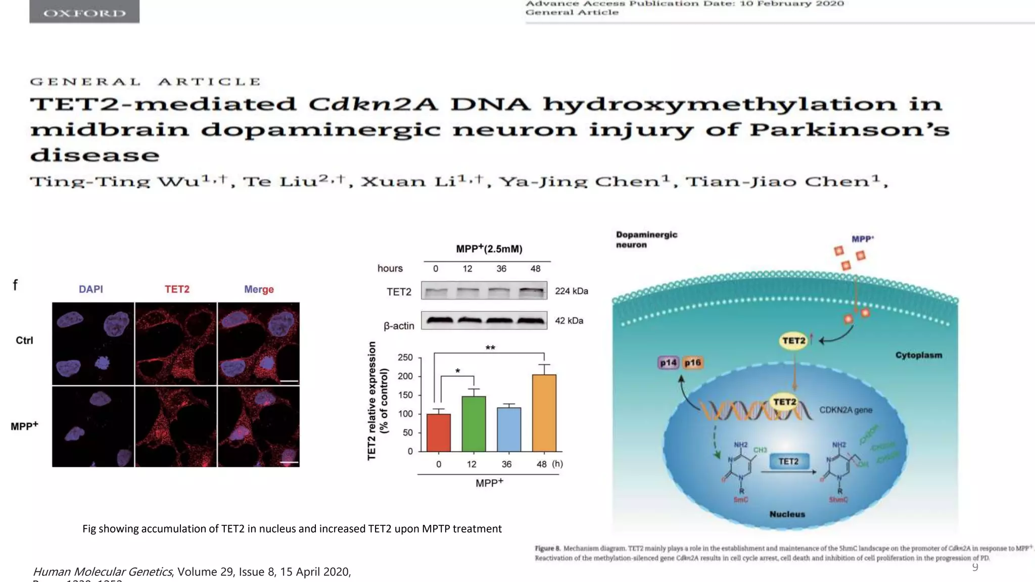 Epigenetic mechanisms in Parkinsons disease | PPTX