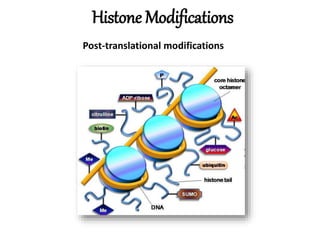 Histone Modifications
Post-translational modifications
 