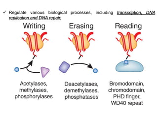  Regulate various biological processes, including transcription, DNA
replication and DNA repair.
 