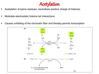 Acetylation
 Acetylation at lysine residues- neutralizes positive charge of histones.
 Modulate electrostatic histone tail interactions.
 Causes unfolding of the chromatin fiber and thereby permits transcription
 