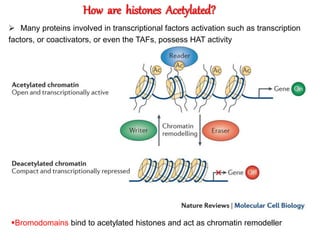  Many proteins involved in transcriptional factors activation such as transcription
factors, or coactivators, or even the TAFs, possess HAT activity
How are histones Acetylated?
Bromodomains bind to acetylated histones and act as chromatin remodeller
 