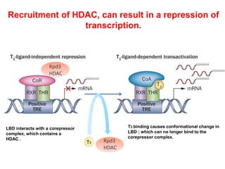 Recruitment of HDAC, can result in a repression of
transcription.
Rpd3
HDAC
Rpd3
HDAC
T3
LBD interacts with a corepressor
complex, which contains a
HDAC .
T3 binding causes conformational change in
LBD ; which can no longer bind to the
corepressor complex.
 