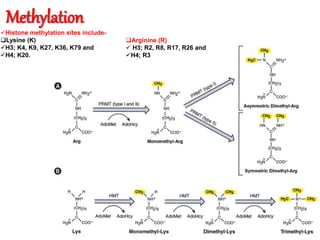 Methylation
Histone methylation sites include-
Lysine (K)
H3; K4, K9, K27, K36, K79 and
H4; K20.
Arginine (R)
 H3; R2, R8, R17, R26 and
H4; R3
 