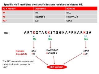 Specific HMT methylate the specific histone residues in histone H3.
H3 K residue Drosophila Humans
K4 Trx MLL
K9 Su(var)3-9 Suv39H1/2
K27 E(Z) EZH2
H3; A R T K Q TA R K S T G G K A P R K A R K S A
4
Me
9 27
MLL
Trx
Suv39H1/2
Su(var)3-9
EZH2
E(Z)
Me Me
Humans
Drosophila
The SET domain is a conserved
catalytic domain present in
HMT
 