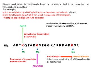 Histone methylation is traditionally linked to repression, but it can also lead to
transcriptional activation
For example;
Lysine 4 methylation by a HMT called Set1p -activation of transcription, whereas
Lysine 9 methylation by SUV39H1 can result in repression of transcription.
Set1p is associated wit HAT complex
H3; A R T K Q T A R K S T G G K A P R K A R K S A
4
Me
9
Me Me
27
Set1p
SUV39H1
In heterochromatin, the K9 of H3 was found to
be methylated.
heterochromatinEuchromatin
Repression of transcription
Heterochromatin
Methylation of H3K4 residue of histone H3
impairs methylation at H3K9.
Activation of transcription
Euchromatin
 