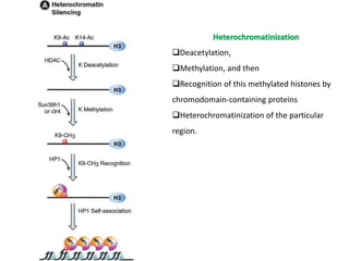 Heterochromatinization
Deacetylation,
Methylation, and then
Recognition of this methylated histones by
chromodomain-containing proteins
Heterochromatinization of the particular
region.
 