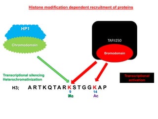TAFII250
Bromodomain
H3; A R T K Q T A R K S T G G K A P
9
Ac
14
Ac
Transcriptional
activation
HP1
Chromodomain
Me
Transcriptional silencing
Heterochromatinization
Histone modification dependent recruitment of proteins
 