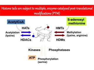 Acetylation
(lysine)
Methylation
(lysine, arginine)
Phosphorylation
(serine)
HATs
HDACs
HMTs
HDMs
Kinases Phosphatases
Histone tails are subject to multiple, enzyme-catalyzedpost-translational
modifications (PTM)
AcetylCoA
S-adenosyl
methionine
ATP
 