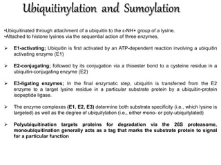 •Ubiquitinated through attachment of a ubiquitin to the ε-NH+ group of a lysine.
•Attached to histone lysines via the sequential action of three enzymes,
 E1-activating; Ubiquitin is first activated by an ATP-dependent reaction involving a ubiquitin
activating enzyme (E1)
 E2-conjugating; followed by its conjugation via a thioester bond to a cysteine residue in a
ubiquitin-conjugating enzyme (E2)
 E3-ligating enzymes; In the final enzymatic step, ubiquitin is transferred from the E2
enzyme to a target lysine residue in a particular substrate protein by a ubiquitin-protein
isopeptide ligase.
 The enzyme complexes (E1, E2, E3) determine both substrate specificity (i.e., which lysine is
targeted) as well as the degree of ubiquitylation (i.e., either mono- or poly-ubiquitylated)
 Polyubiquitination targets proteins for degradation via the 26S proteasome,
monoubiquitination generally acts as a tag that marks the substrate protein to signal
for a particular function
 
