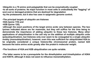 •Ubiquitin is a 76 amino acid polypeptide that can be enzymatically coupled
•to all sorts of proteins. Its major function in most cells is undoubtedly the "tagging" of
worn-out or damaged proteins that are destined for degradation
•by the proteasome, but it also has uses in epigenetic genome control.
•The principal targets of ubiquitin are histones
•H2A (lysine 119) and
•H2B (lysine 120),
•although the exact positions of the target amino acids vary between species. The two
lysines indicated above are for mammals, but they will suffice for the time being to
demonstrate the importance of adding ubiquitin to these two histones. Many other
applications of ubiquitination in the cell rely on the addition of multiple ubiquitin units
(polyubiquitination), but histones only ever seem to be conjugated to a single ubiquitin
moiety (monoubiquitination); however, even this was sufficient for ubiquitinated H2A to
be originally considered a unique histone-like chromosomal protein, named A24
because the extra amino acids greatly alter the protein’s molecular weight.
•The functions of H2A and H2B ubiquitination are quite variable.
•The latter seems to be a prerequisite for the dimethylation and trimethylation of H3K4
and H3K79, although it does not seem to influence monomethylation.
 