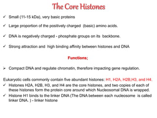  Small (11-15 kDa), very basic proteins
 Large proportion of the positively charged (basic) amino acids.
 DNA is negatively charged - phosphate groups on its backbone.
 Strong attraction and high binding affinity between histones and DNA
Functions;
 Compact DNA and regulate chromatin, therefore impacting gene regulation.
Eukaryotic cells commonly contain five abundant histones: H1, H2A, H2B,H3, and H4.
 Histones H2A, H2B, H3, and H4 are the core histones, and two copies of each of
these histones form the protein core around which Nucleosomal DNA is wrapped.
 Histone H1 binds to the linker DNA (The DNA between each nucleosome is called
linker DNA. ) - linker histone
 