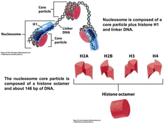 Nucleosome is composed of a
core particle plus histone H1
and linker DNA.
The nucleosome core particle is
composed of a histone octamer
and about 146 bp of DNA.
 