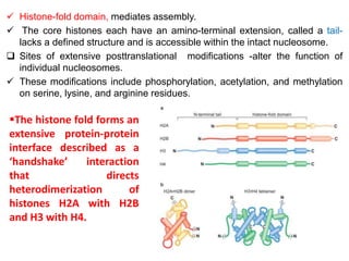  Histone-fold domain, mediates assembly.
 The core histones each have an amino-terminal extension, called a tail-
lacks a defined structure and is accessible within the intact nucleosome.
 Sites of extensive posttranslational modifications -alter the function of
individual nucleosomes.
 These modifications include phosphorylation, acetylation, and methylation
on serine, lysine, and arginine residues.
The histone fold forms an
extensive protein-protein
interface described as a
‘handshake’ interaction
that directs
heterodimerization of
histones H2A with H2B
and H3 with H4.
 
