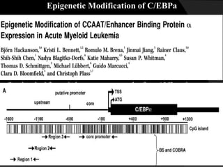 Epigenetic Modification of C/EBPa
- One hundred forty-six bone marrow samples from AML patients.
- DNA and RNA Isolation.
- Assessment of C/EBPa methylation by COBRA.
[Combined Bisulfite Restriction Analysis (or COBRA) is a molecular
biology technique that allows for the sensitive quantification of DNA
methylation levels at a specific genomic locus on a DNA sequence in a
small sample of genomic DNA. The technique is a variation of bisulfite
sequencing, and combines bisulfite conversion based polymerase chain
reaction with restriction digestion. ]
 