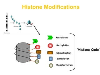 Histone Modifications
Me
P
Ub
Su
Ac Me
Acetylation
Methylation
Ubiquitination
Sumoylation
Phosphorylation
‘Histone Code’
 