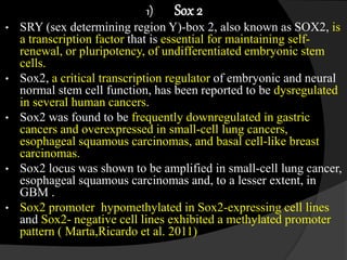 1) Sox 2
• SRY (sex determining region Y)-box 2, also known as SOX2, is
a transcription factor that is essential for maintaining self-
renewal, or pluripotency, of undifferentiated embryonic stem
cells.
• Sox2, a critical transcription regulator of embryonic and neural
normal stem cell function, has been reported to be dysregulated
in several human cancers.
• Sox2 was found to be frequently downregulated in gastric
cancers and overexpressed in small-cell lung cancers,
esophageal squamous carcinomas, and basal cell-like breast
carcinomas.
• Sox2 locus was shown to be amplified in small-cell lung cancer,
esophageal squamous carcinomas and, to a lesser extent, in
GBM .
• Sox2 promoter hypomethylated in Sox2-expressing cell lines
and Sox2- negative cell lines exhibited a methylated promoter
pattern ( Marta,Ricardo et al. 2011)
 