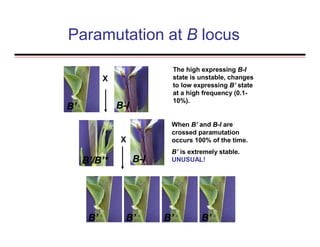 Paramutation at B locus
F1
The high expressing B-I
state is unstable, changes
to low expressing B’ state
at a high frequency (0.1-
10%).
When B’ and B-I are
crossed paramutation
occurs 100% of the time.
B’ is extremely stable.
UNUSUAL!
X
B’ B-I
B’/B’*
X
B-I
B’B’ B’ B’
 
