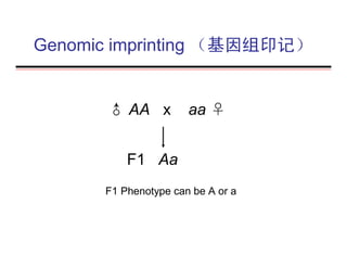 Genomic imprinting （基因组印记）
♂ AA x aa ♀
F1 Aa
F1 Phenotype can be A or a
 